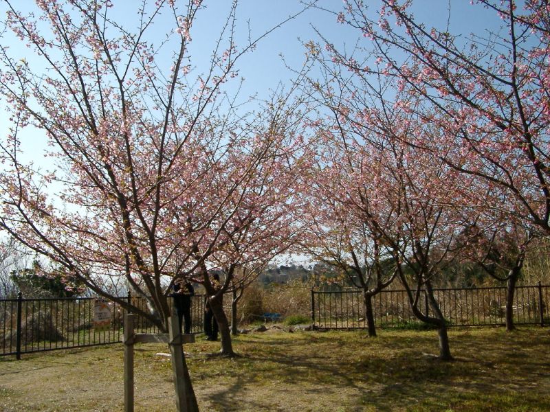 「かわづ桜３」